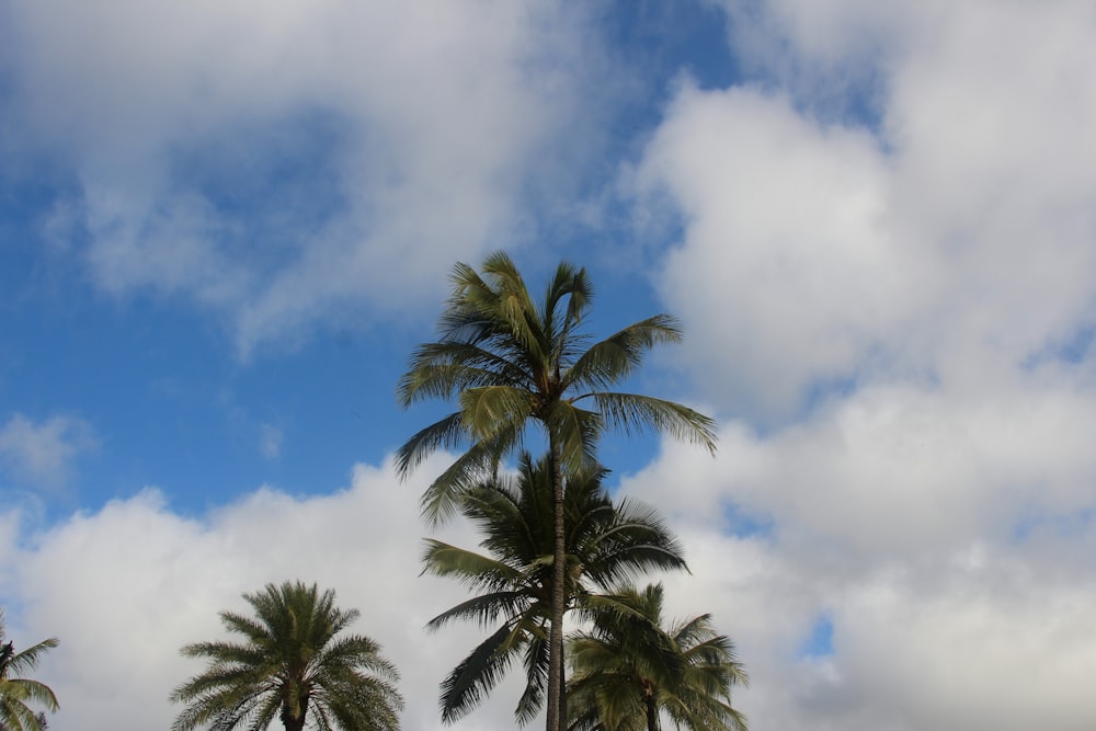 green palm tree under blue sky and white clouds during daytime