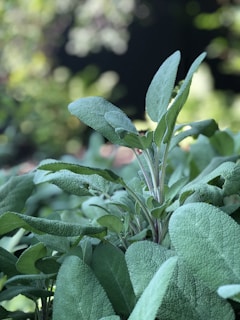 Close-up of calming sage leaves with soft morning light filtering through.