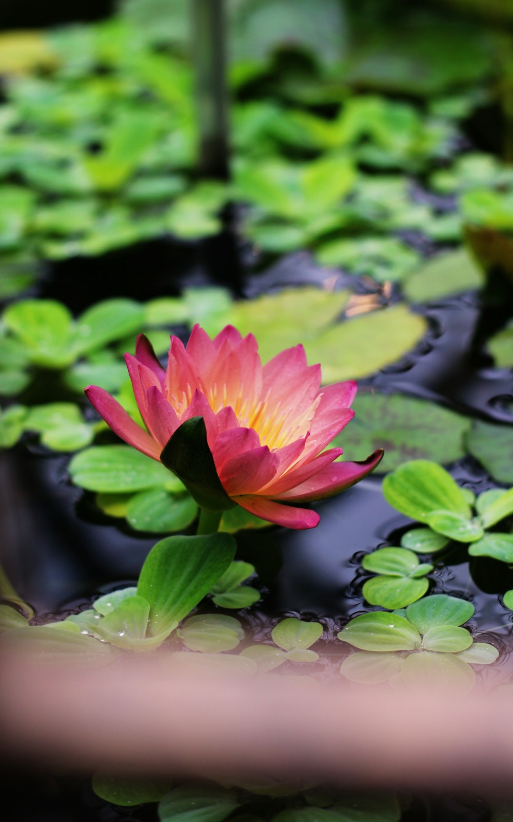 fleur de lotus rose en fleurs pendant la journée