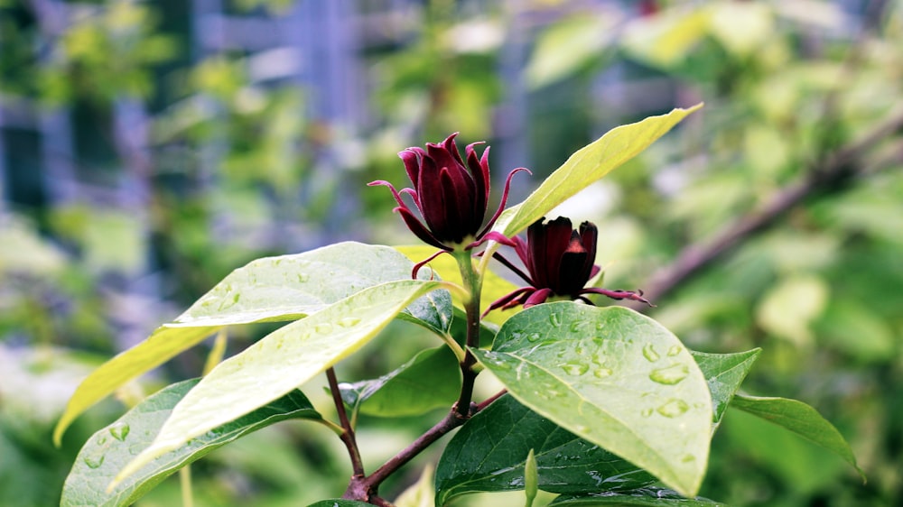 red flower bud in close up photography