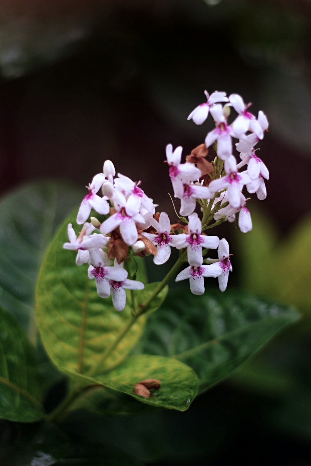 white and pink flower in tilt shift lens