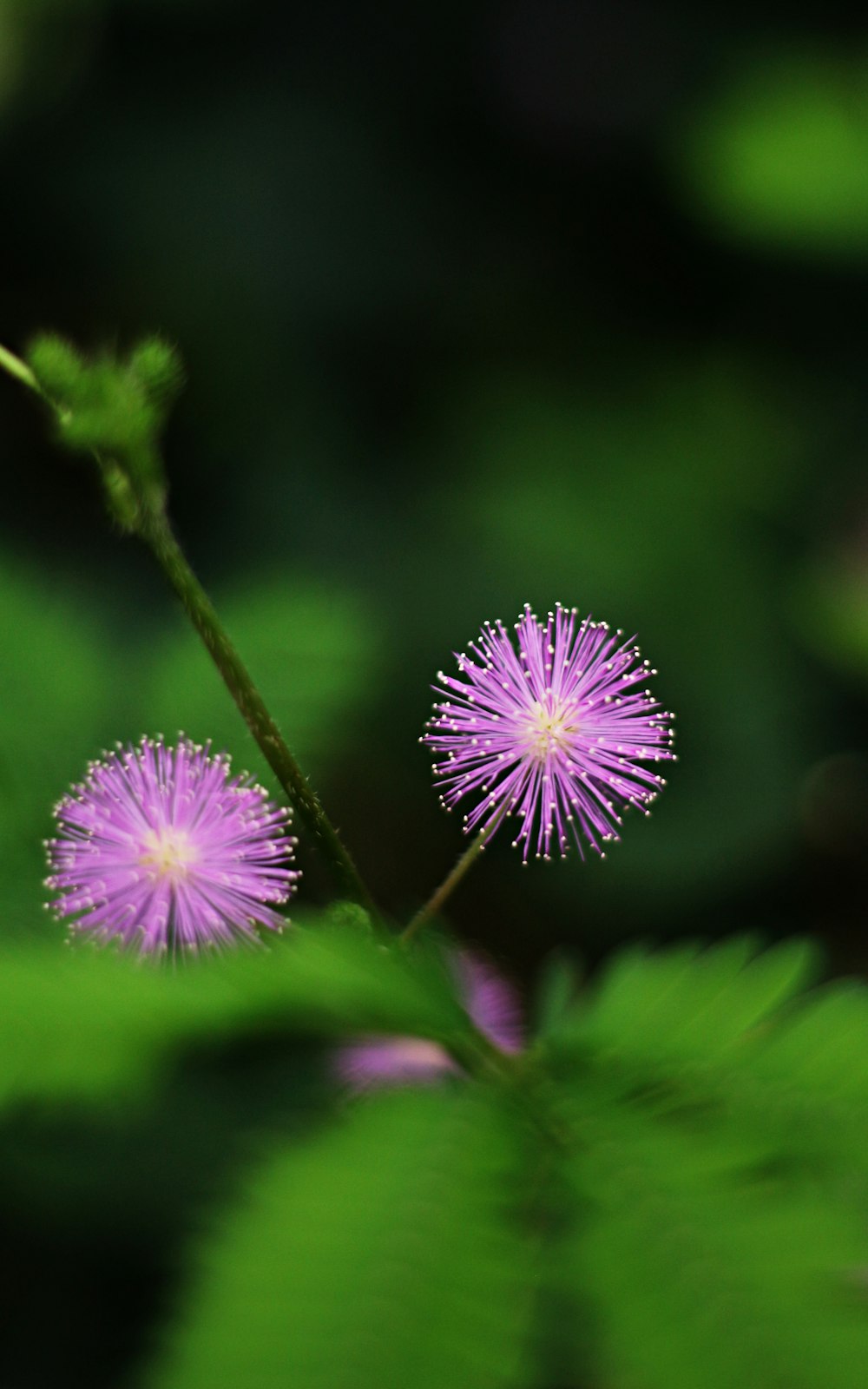 purple flower in tilt shift lens