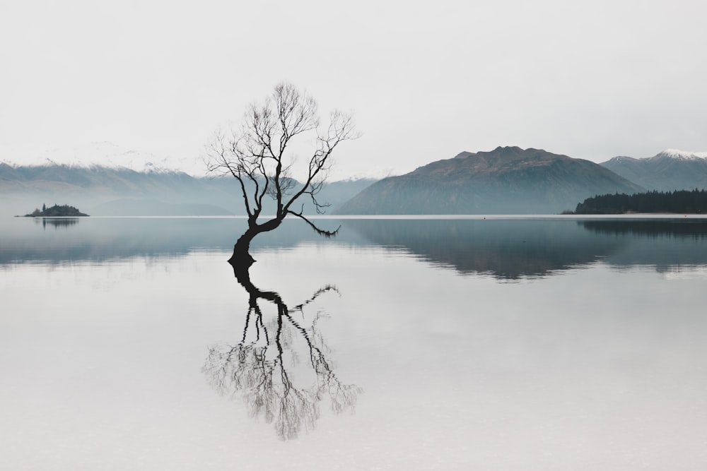 Árbol sin hojas en el cuerpo de agua