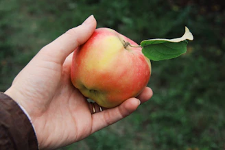A person holding a fresh apple while reading a health blog on a tablet.
