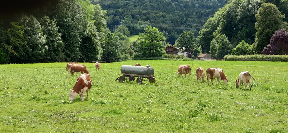 herd of cow on green grass field during daytime