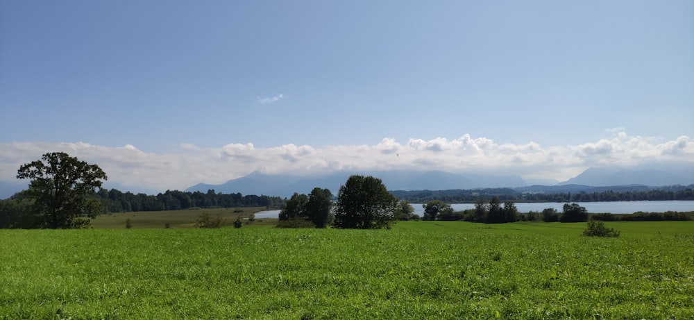 green grass field under blue sky during daytime