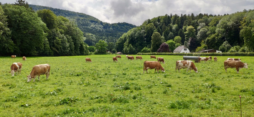 herd of cow on green grass field during daytime