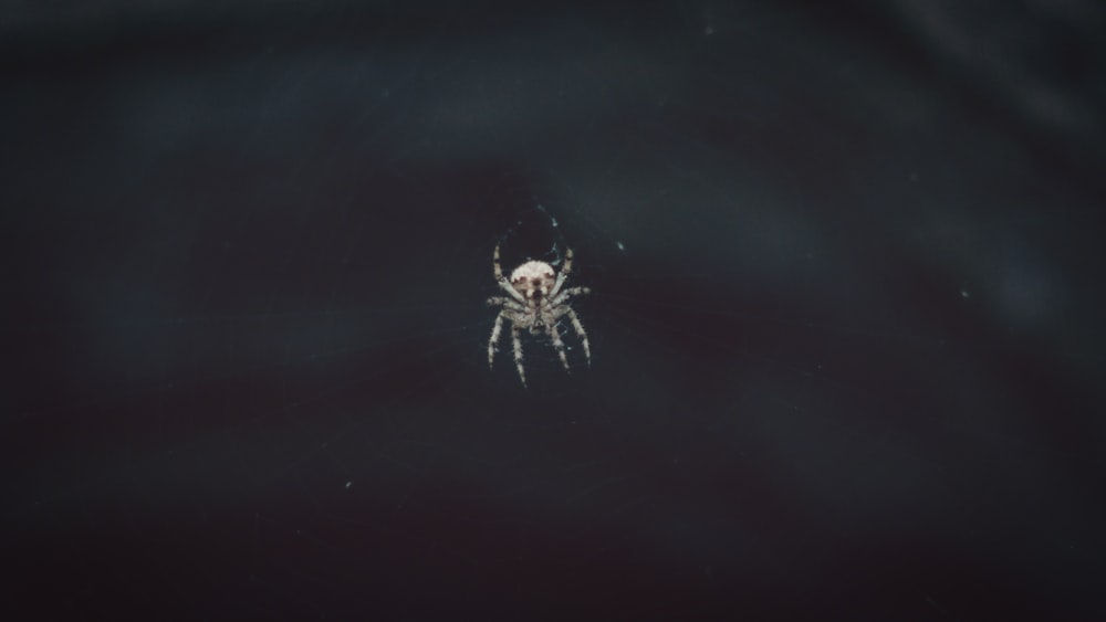 brown and white spider on web