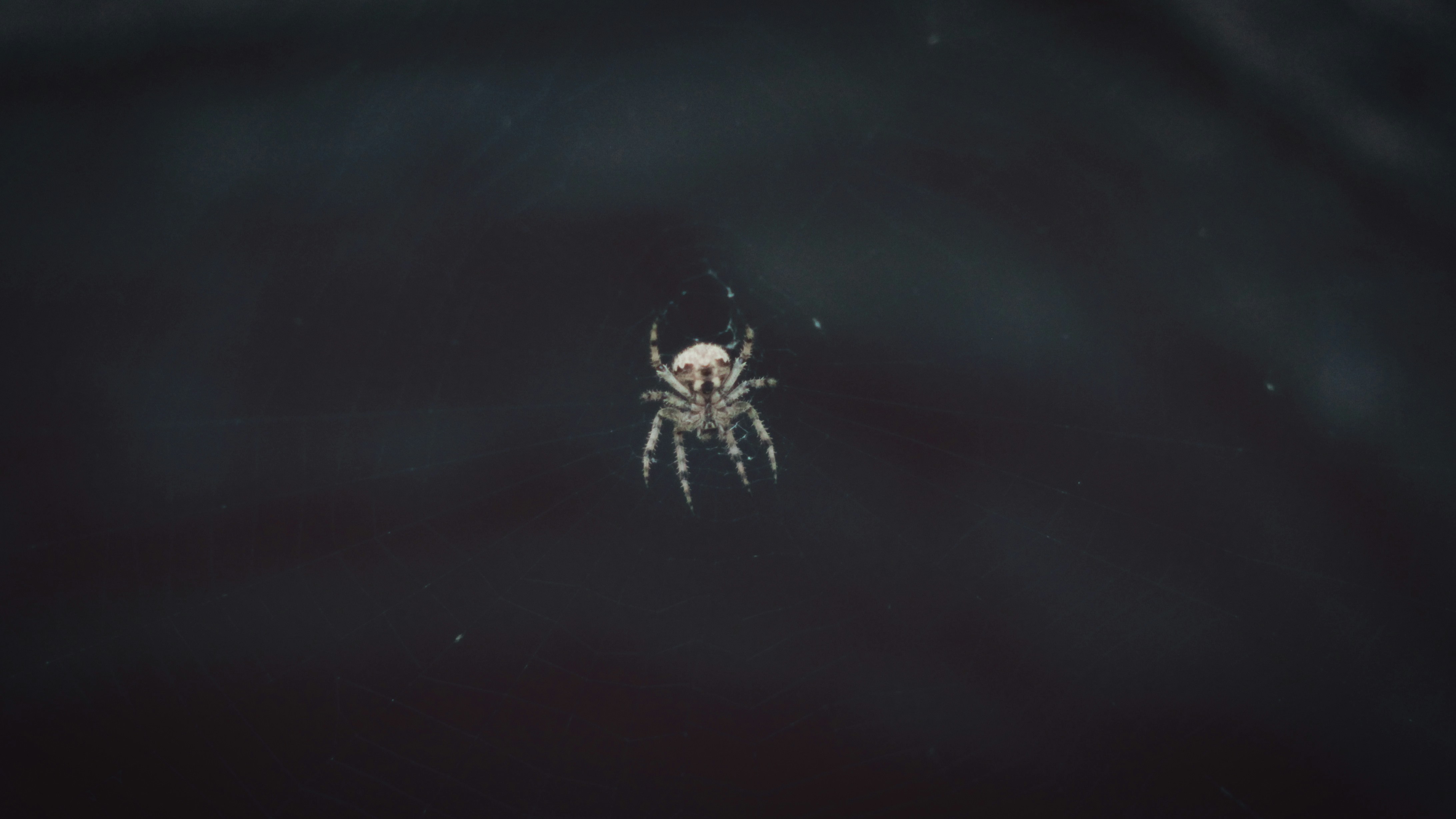 brown and white spider on web