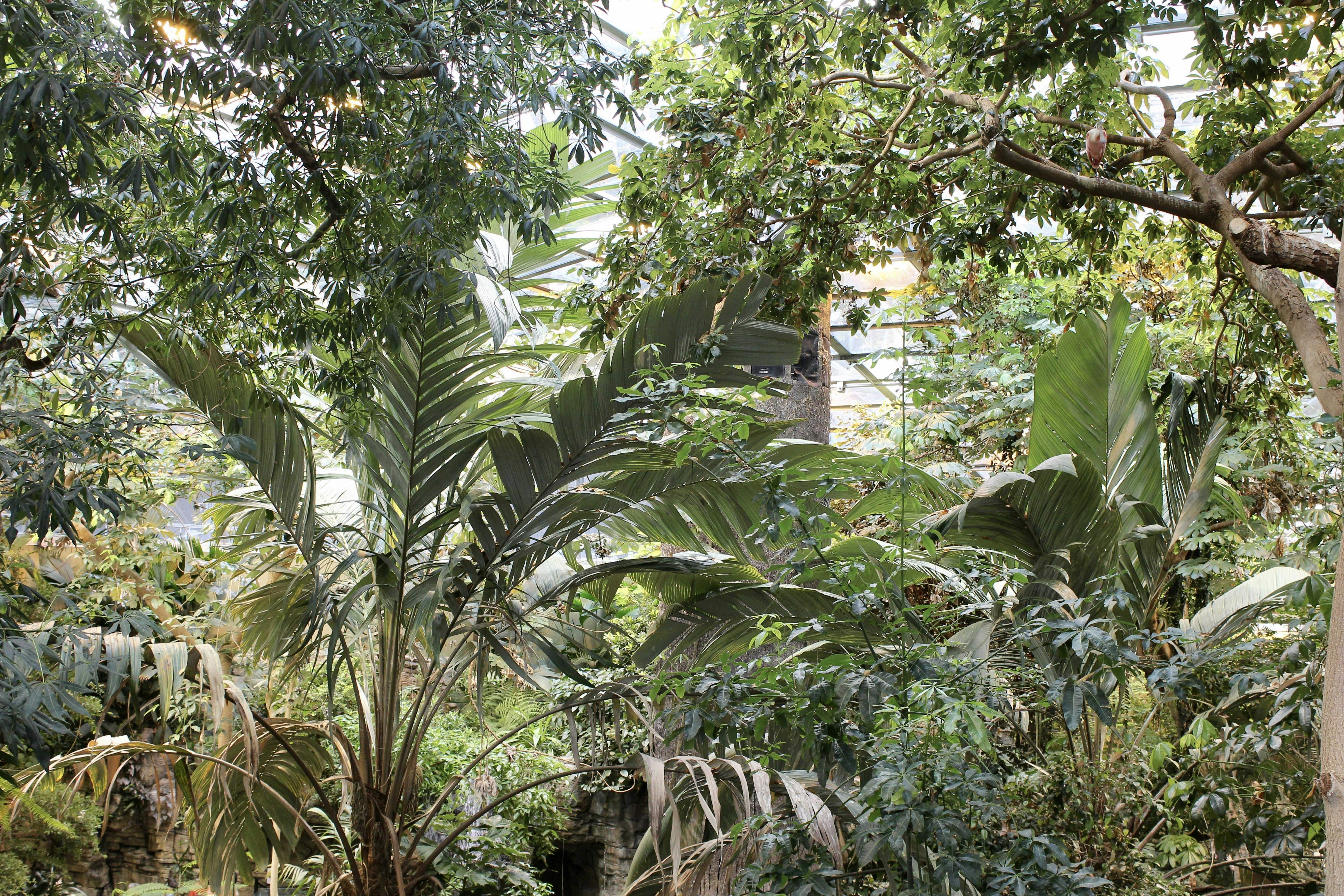 Lush indoor botanical garden with multiple large tropical plants in dim atmospheric studio, deep green shadows, low-key natural lighting