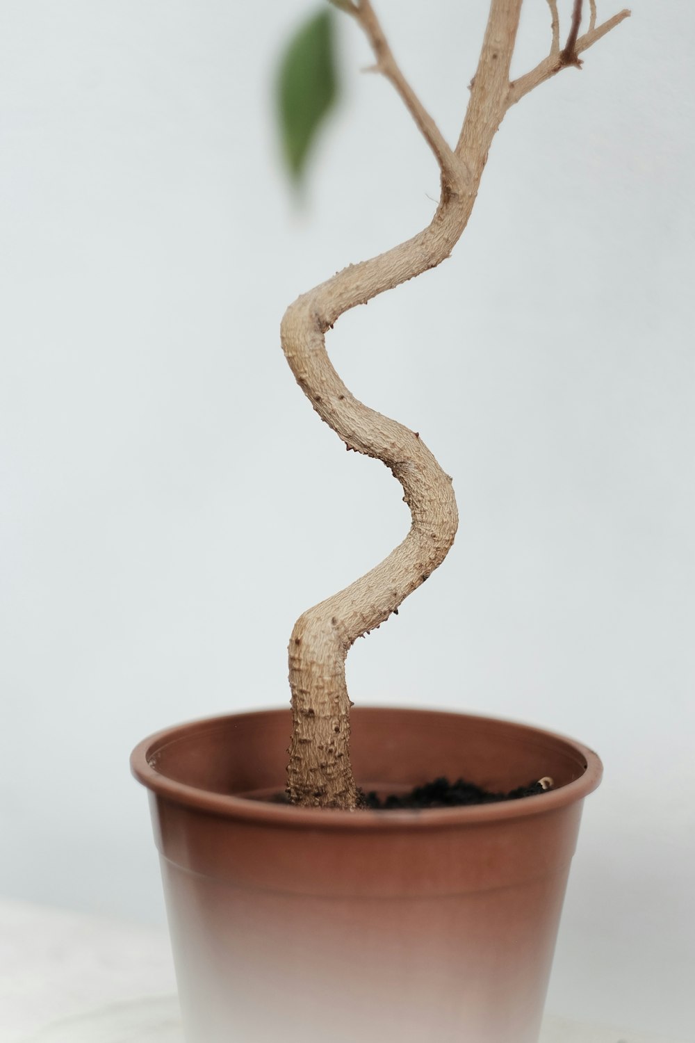 brown plant on brown clay pot