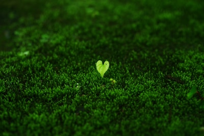 Elegant kokedama with a small sprout emerging, symbolizing growth and care.