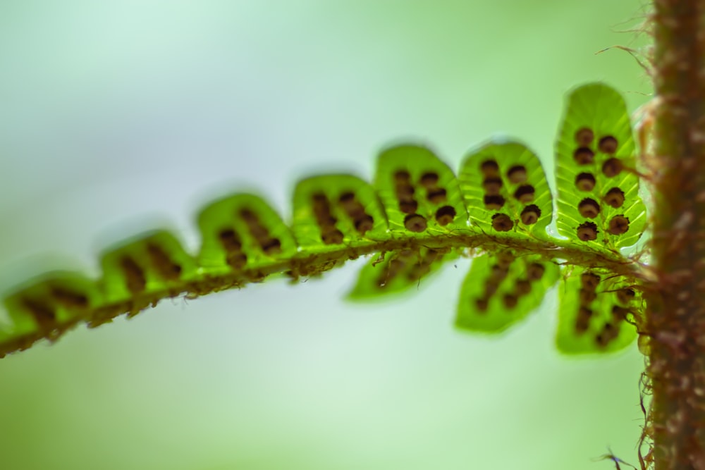 green and black caterpillar on green stem