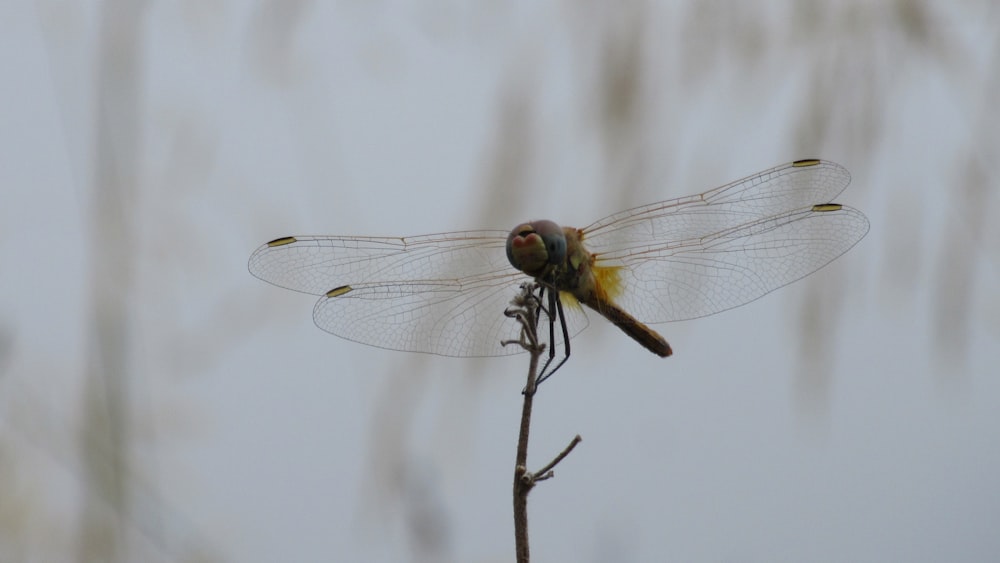 brown and yellow dragonfly perched on brown stem in close up photography during daytime