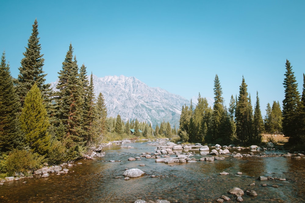 green pine trees near mountain under blue sky during daytime