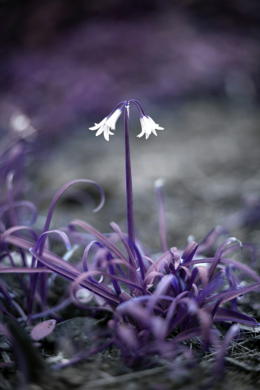 purple flowers in tilt shift lens