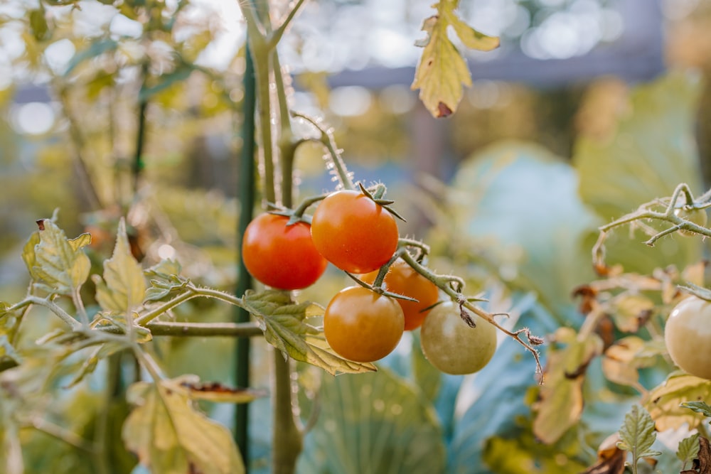 orange fruit on white metal fence during daytime