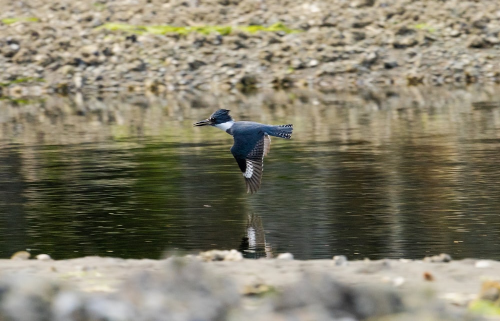pájaro azul y blanco en el agua durante el día