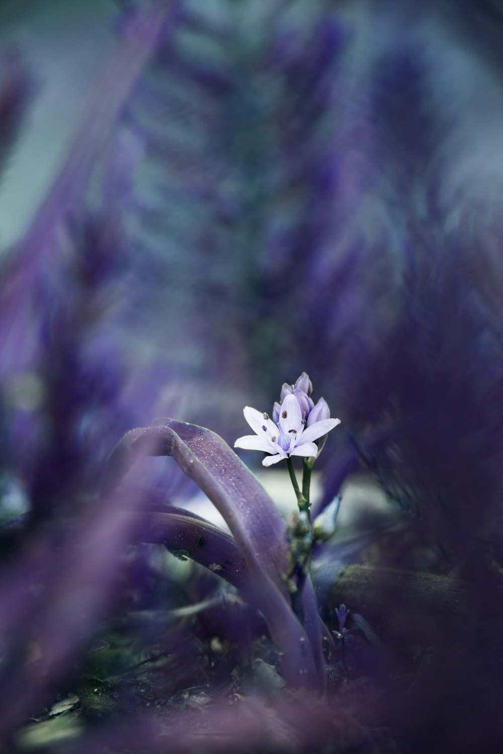 purple flower in tilt shift lens