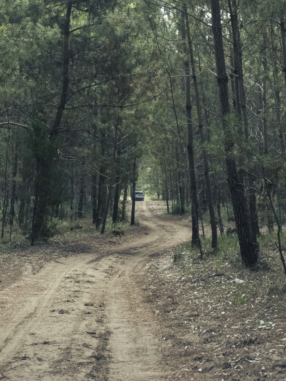 brown dirt road in between green trees during daytime