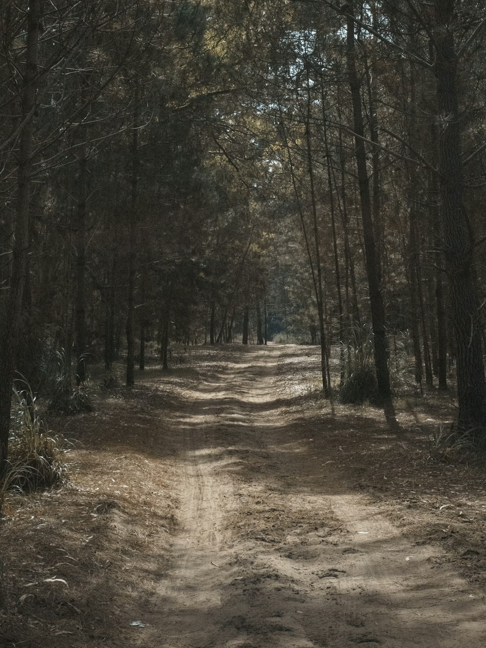 brown pathway between green trees during daytime