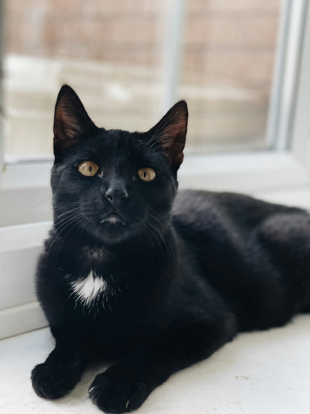 black cat on white table