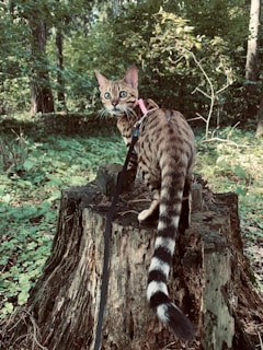 A Bengal cat wearing a pink harness is perched on a tree stump in a lush forest setting. The cat has striking patterned fur and a long tail with black and white stripes. The surrounding area is filled with dense green foliage, creating a serene and natural atmosphere.