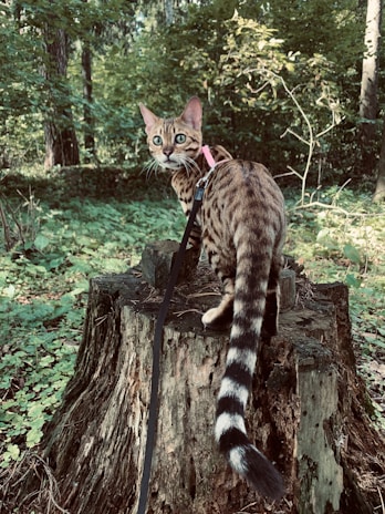 A Bengal cat wearing a pink harness is perched on a tree stump in a lush forest setting. The cat has striking patterned fur and a long tail with black and white stripes. The surrounding area is filled with dense green foliage, creating a serene and natural atmosphere.