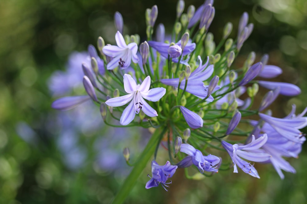 purple flower in tilt shift lens