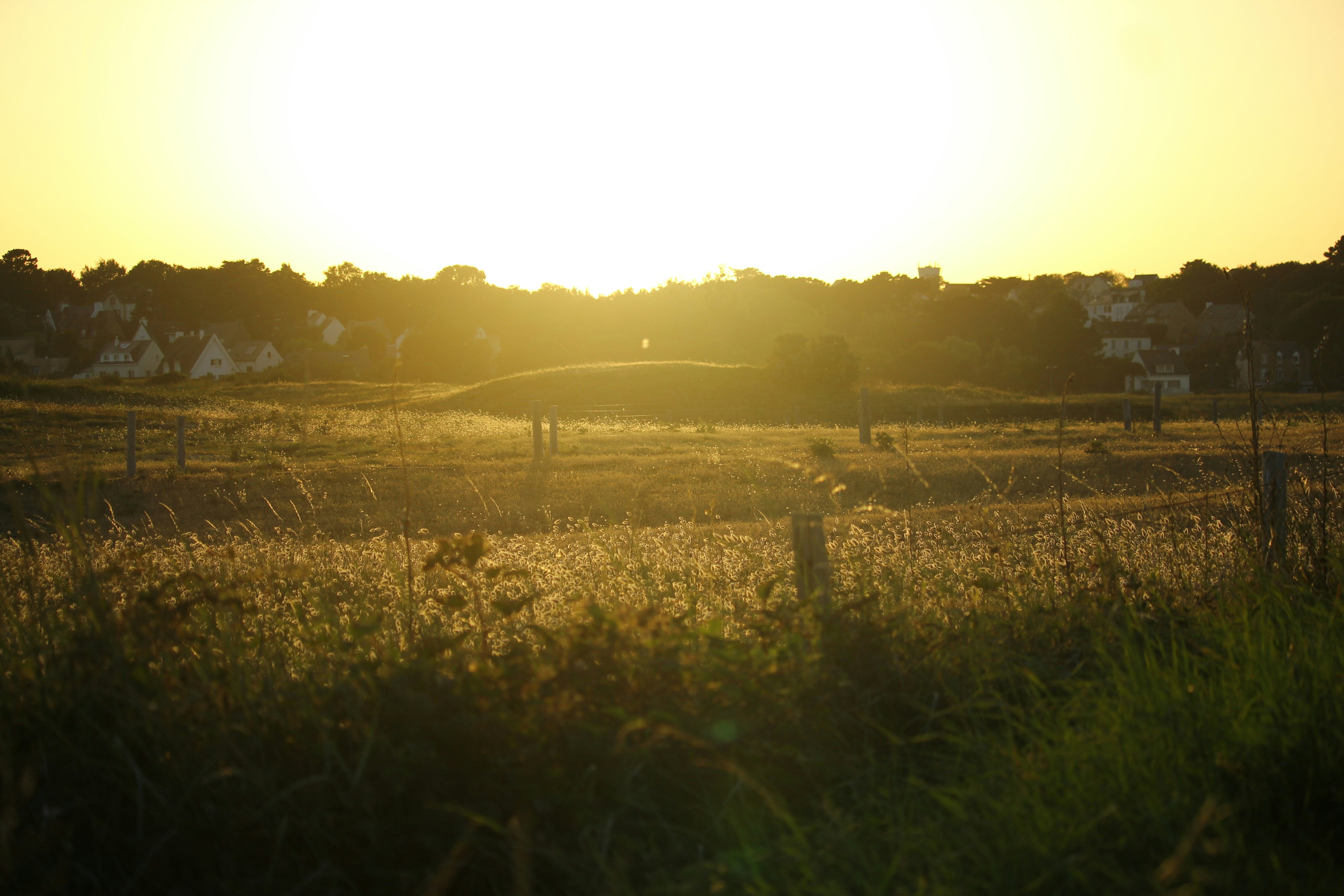 green grass field during daytime