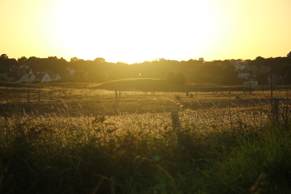 green grass field during daytime