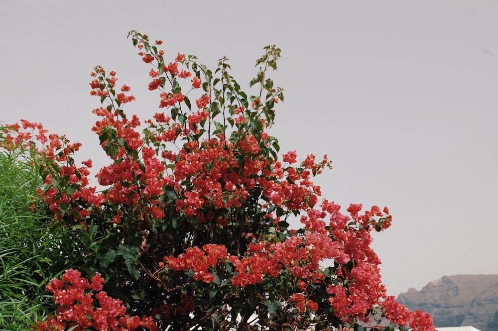 a bush with red flowers in front of a mountain
