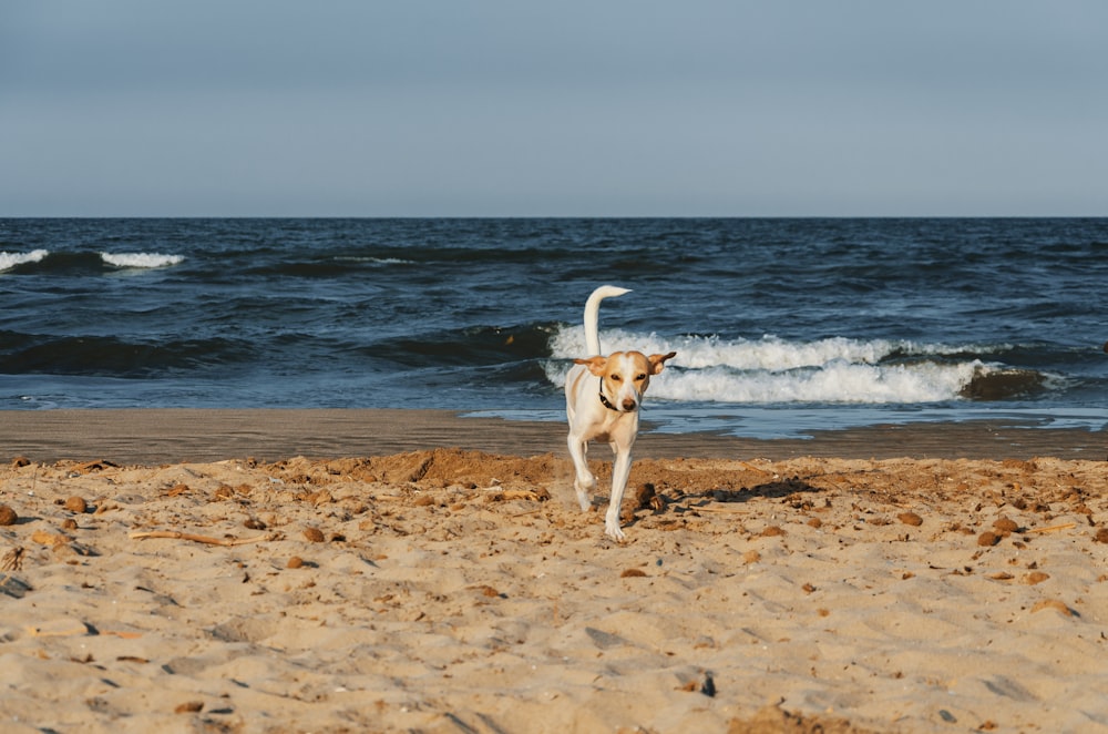 日中にビーチを走る茶色のショートコートの犬