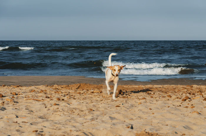 Pet Friendly Stays