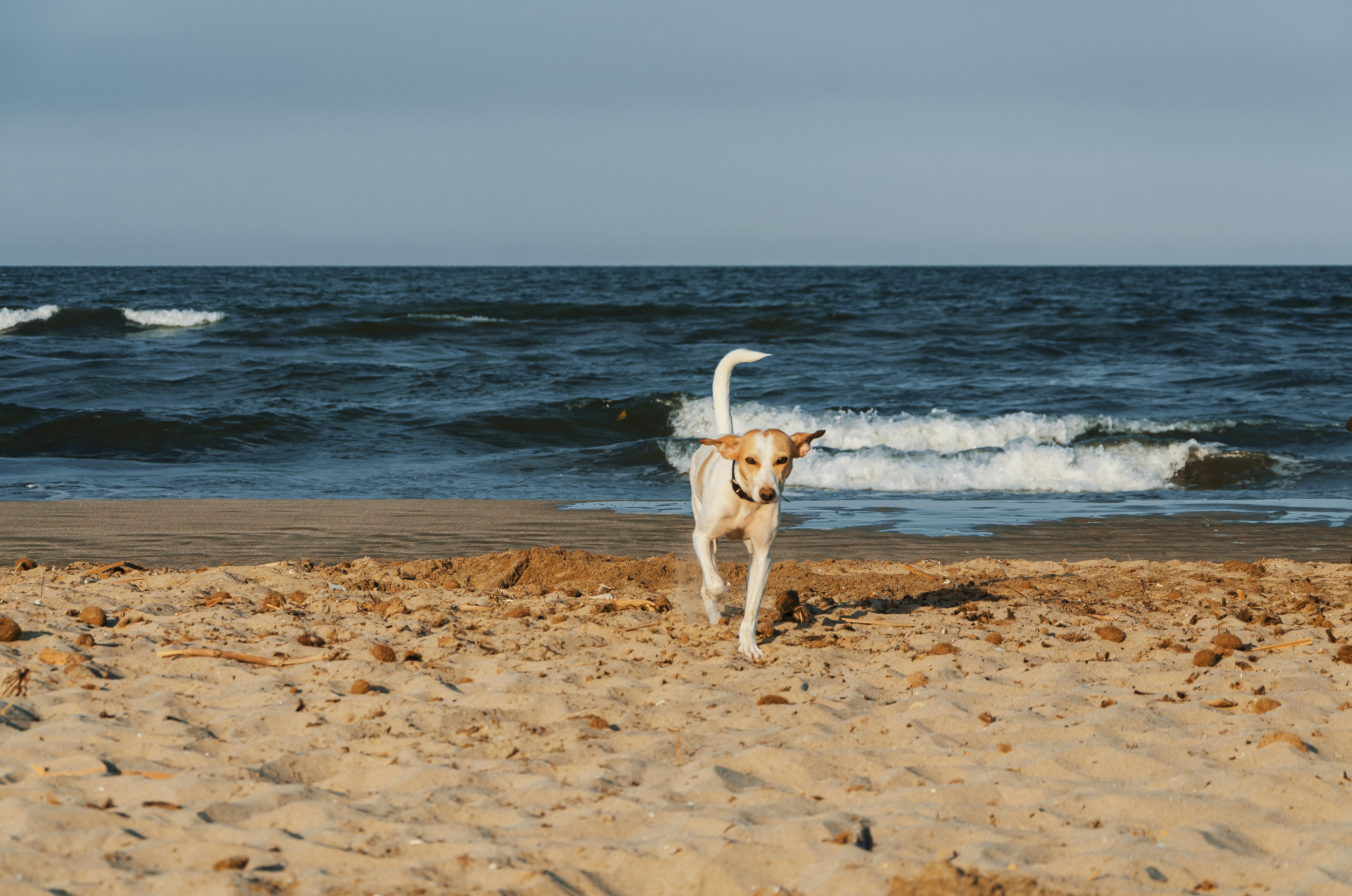 brown short coated dog running on beach during daytime