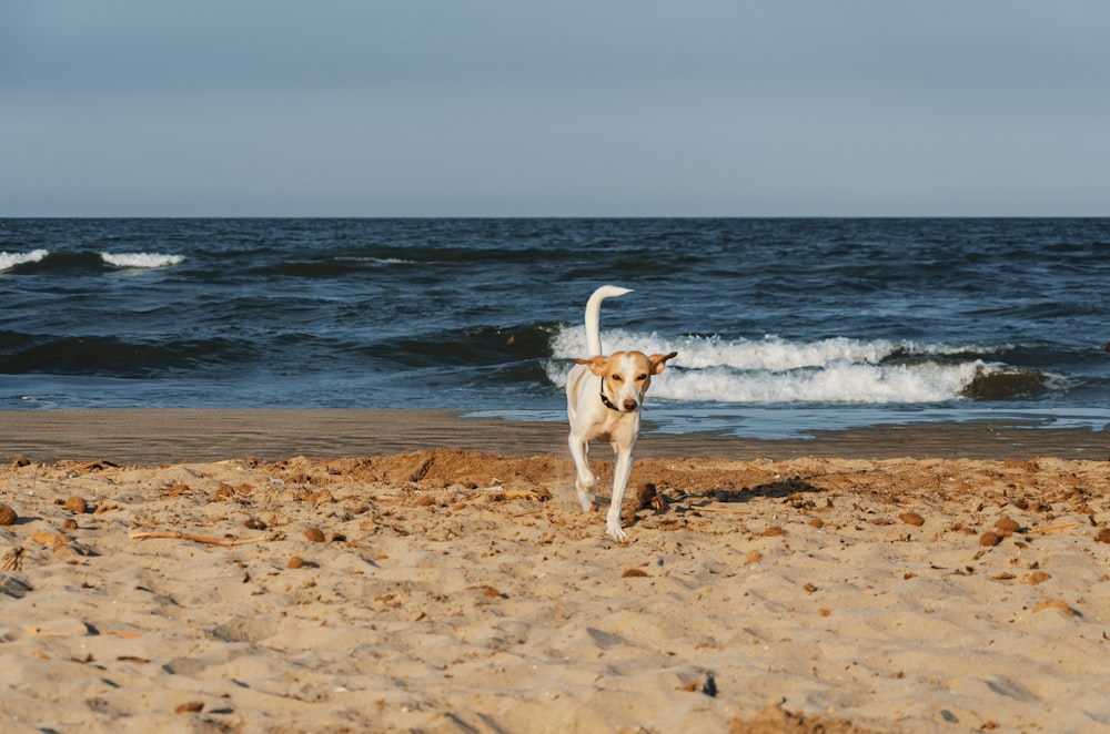 brown short coated dog running on beach during daytime