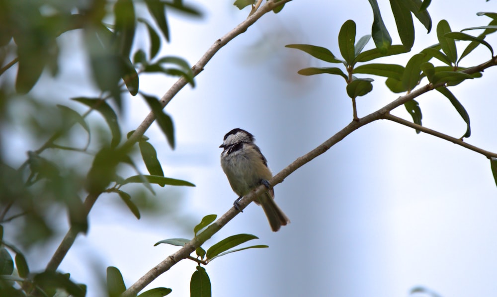 white and black bird on tree branch