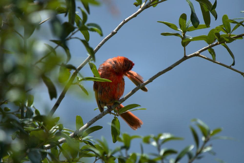 red and brown bird on tree branch during daytime