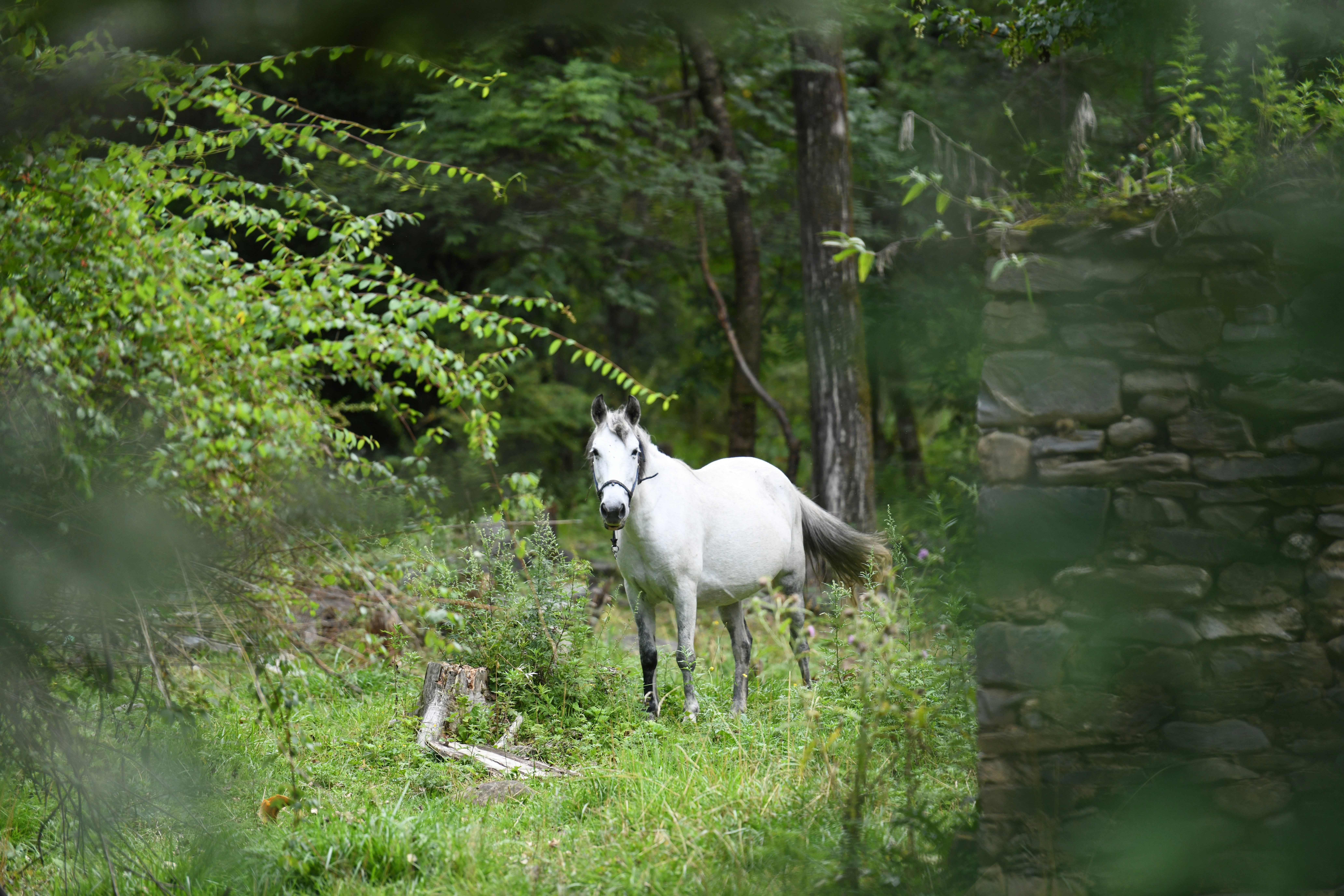 Le Cheval Blanc