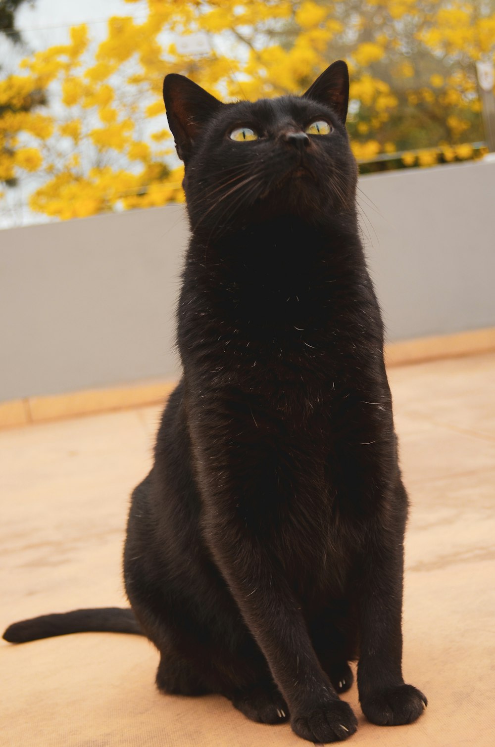 black cat on white floor