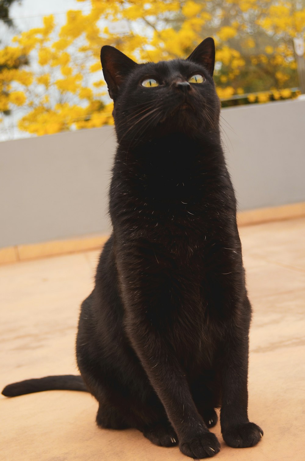 schwarze Katze auf weißem Boden