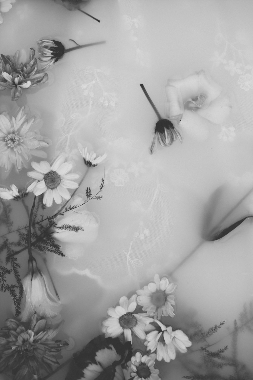 Más de 500 imágenes de flores en blanco y negro [HD] | Descargar imágenes  gratis en Unsplash