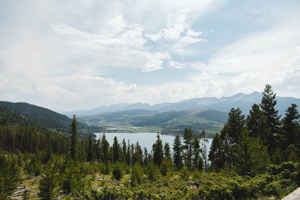 green pine trees near body of water under white clouds during daytime