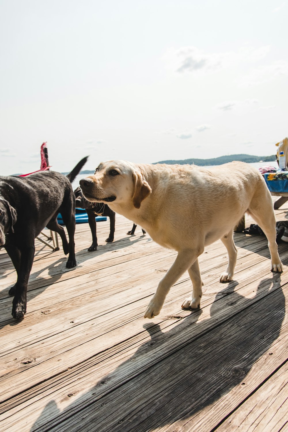 black and yellow labrador retrievers on wooden dock during daytime