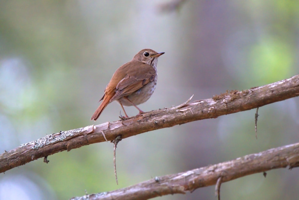 brown and white bird on brown tree branch