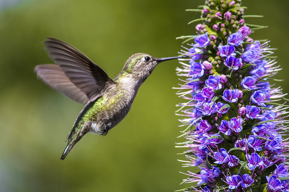 green and brown humming bird flying near purple flower