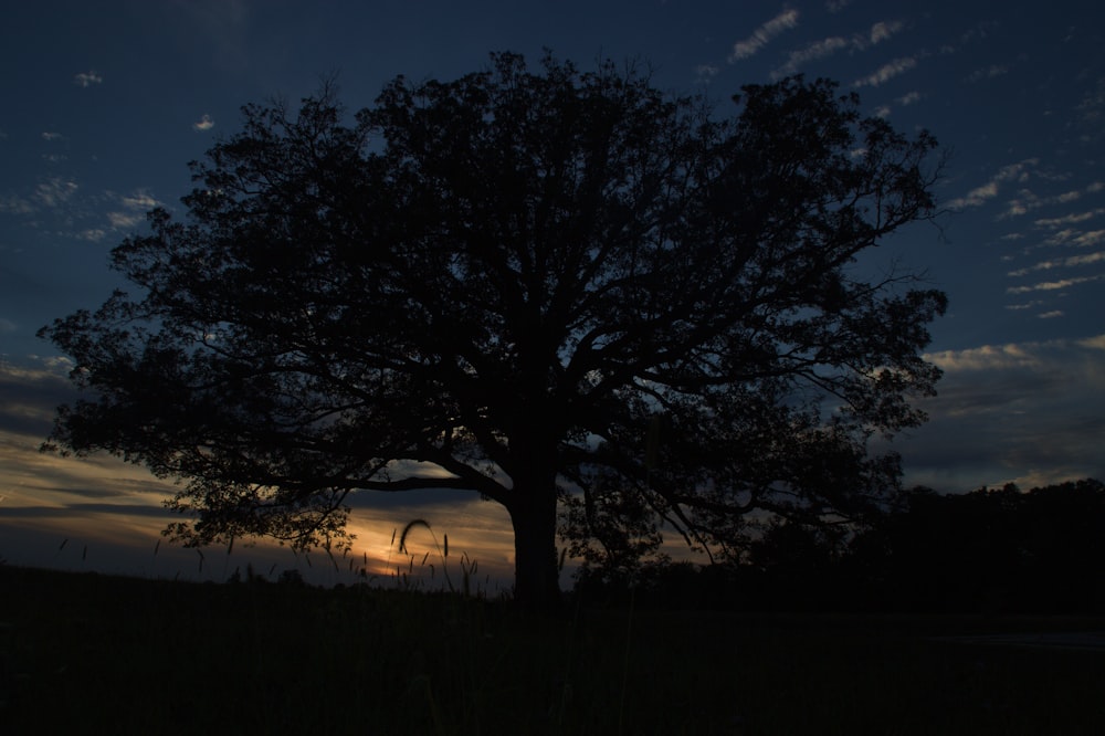 silhouette of trees during night time