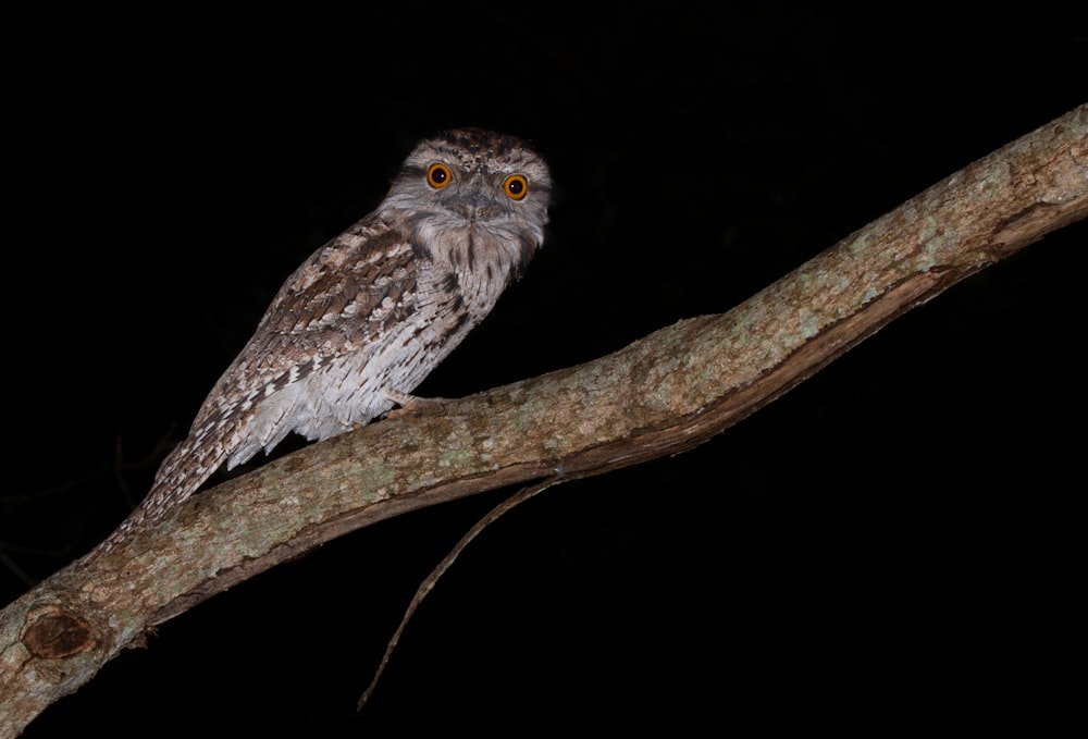 white and brown owl on brown tree branch