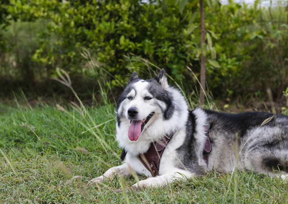 Cachorro husky siberiano blanco y negro en el campo de hierba verde durante el día