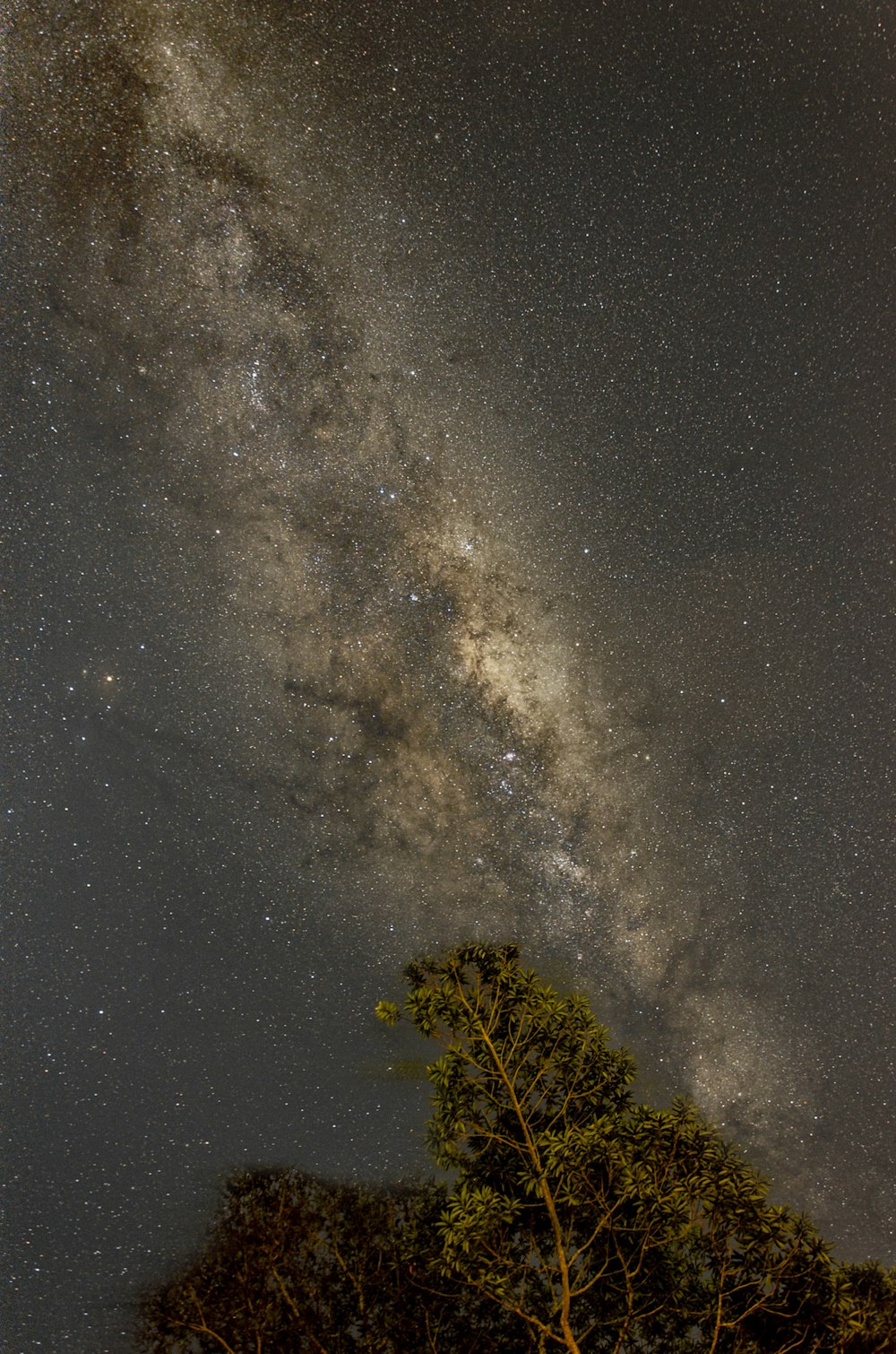 green tree under starry night